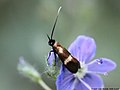 Cauchas fibulella (Linnaeus, 1758)