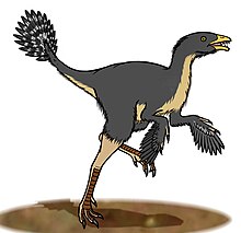 Life restoration of Caudipteryx with dark grey feathers and a banded tail Caudipteryx 0988.JPG