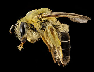 Diphaglossinae Subfamily of bees