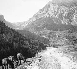 Cavalls pasturant vora un camí i al fons la vall de Cabanes i el pui de la Bonaigua (cropped).jpg