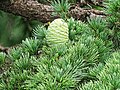 Immature female cone in its natural habitat at Chail, Himachal Pradesh, India.