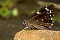 Celaenorrhinus ambareesa by Balakrishnan Valappil (6069609878).jpg