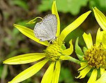 Celastrina neglectamajor (Appalachian azure). Adult, ventral view of wings.