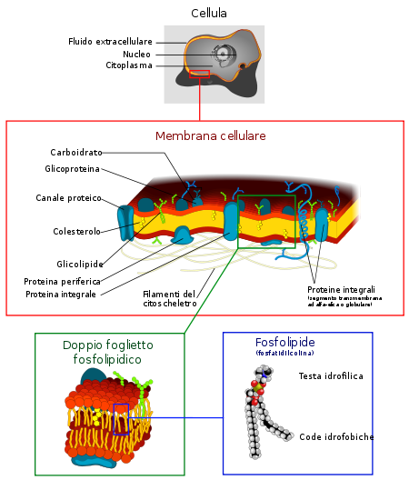 Cell membrane detailed diagram 4 it.svg