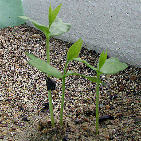 File:Celtis occidentalis seedlings.jpg