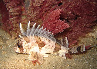 <span class="mw-page-title-main">Eastern fortescue</span> Species of fish