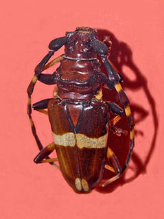 <i>Trachyderes</i> genus of insects