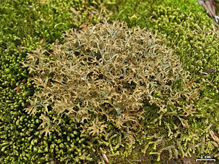 <i>Cetraria laevigata</i> Species of lichen