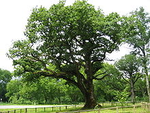 The Quercus petraea tree responsible for French oak. Chene 02.jpg