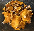 Chanterelles foraged in the Rocky Mountains.jpg