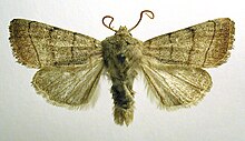 Charanyca trigrammica.jpg