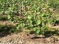 Jeune vigne de chardonnay B du vignoble de Bourgogne.