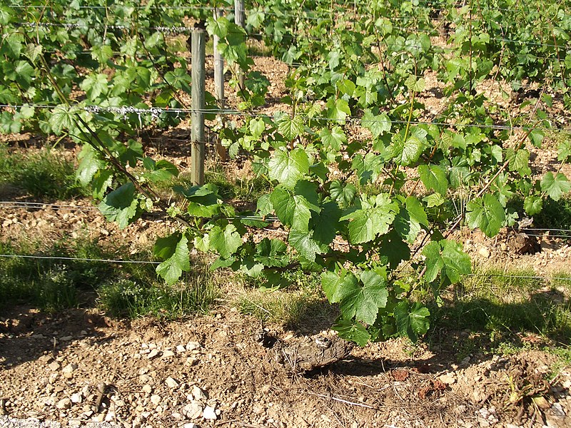 File:Chardonnay vines Chassange montrachet.jpg