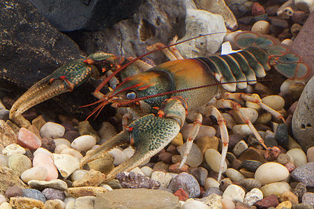 Cambarus_scotti