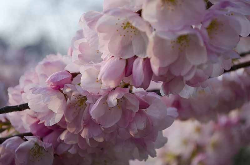 File:Cherry blossoms 002 - 2013-04-09 (8635479374).jpg