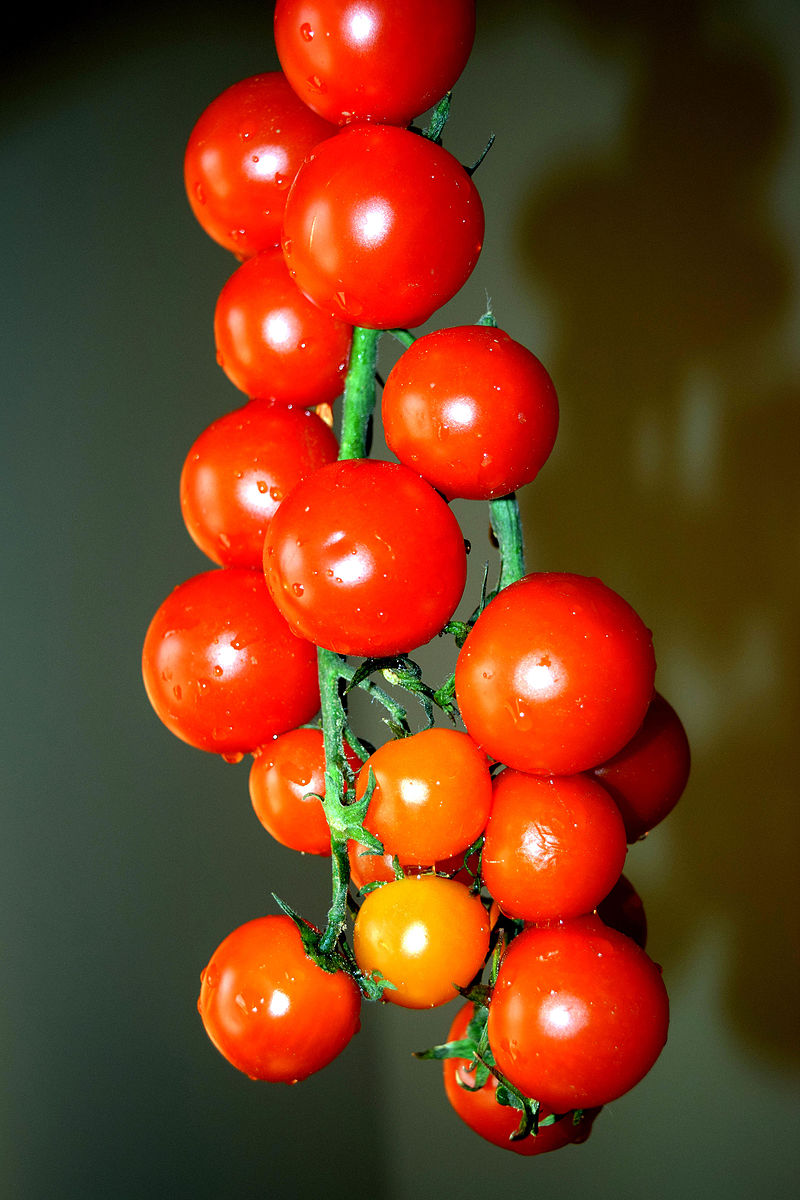 Cherry tomato à´šàµ†à´±à´¿à´¤àµà´¤à´•àµà´•à´¾à´³à´¿.jpg