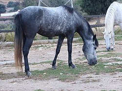 Junges Messara-Pferd in Georgioupoli, Grillos stables