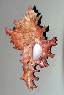 <i>Chicoreus spectrum</i> Species of gastropod