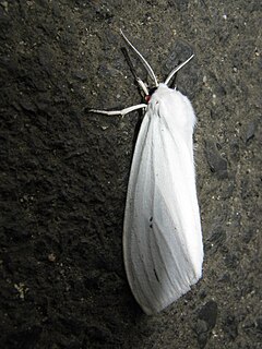 <i>Chionarctia</i> Genus of moths