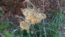 Seeds ready to be dispersed. Chromolaena odorata seeds vijayan rajapuram.jpg