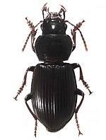 Chydaeus asetosus.jpg