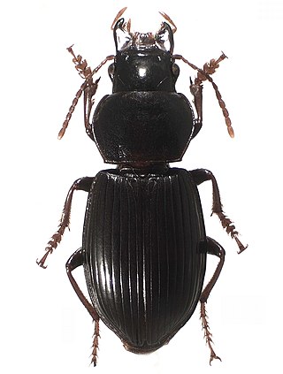 <i>Chydaeus</i> Genus of beetles