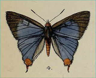 <i>Cigaritis abnormis</i> Species of butterfly