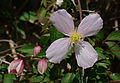 * Nomination Anemone clematis (Clematis montana), flower and buds, in a garden,France. --JLPC 17:09, 21 April 2013 (UTC) * Promotion Good quality. --Christian Ferrer 17:20, 21 April 2013 (UTC)