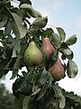 Gewone peer (Pyrus communis)