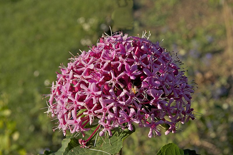 File:Clerodendrum bungei JdP.jpg