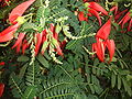 Miniatura para Clianthus puniceus