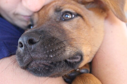 "Close_up_of_dog's_whiskers.jpg" by User:Jami430