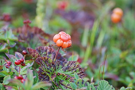 Cloudberry