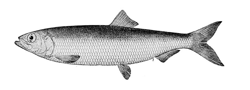 Large Silver Herring