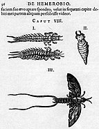 Mayflies drawn by Augerius Clutius[b] in De Hemerobio, 1634
