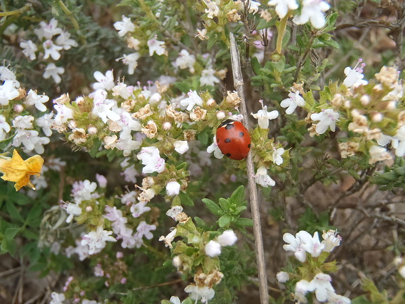 File:Coccinelle (Coccinellidae).JPG