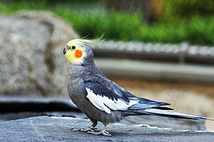 Calopsitte (Nymphicus hollandicus), mâles (couleurs plus fortes ; femelles : tête de couleur plus sourde, dessous de la queue bagué - voir photo en bas)