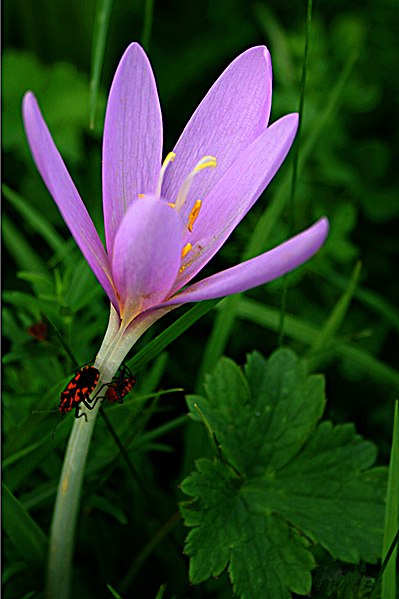 File:Colchicum automnale.jpg