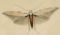 Coleophora Hispanicella