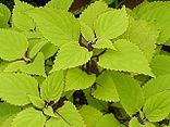 Coleus sp.3.jpg