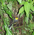 Collared Redstart on Nest.JPG