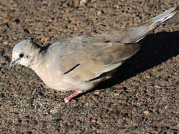 In Mendoza, Argentina Columbina picui-dorsal.jpg