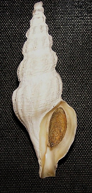 <i>Comitas saldanhae</i> Species of gastropod