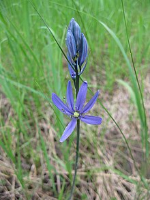 Camas lily in bloom Common camas (Camassia quamash) (7204158764).jpg