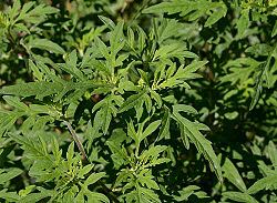 Common ragweed.jpg