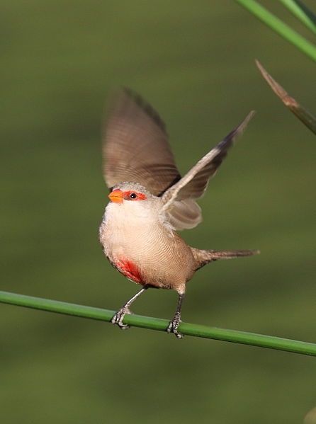 File:Common waxbill, Estrilda astrild, at Rietvlei Nature Reserve, Gauteng, South Africa (22798807421).jpg