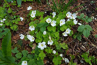 Sauerklee (Wood sorrel)