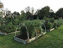 Village life includes a community garden in the field maintained by the residents. Community Garden at Seaside Village 2017.jpg