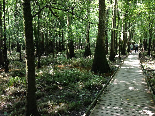 File:Congaree_National_Park_South_Carolina_Boardwalk_horizontal.JPG