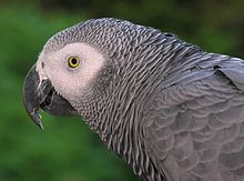 Head of a grey parrot Congo African Grey Parrot -head detail.jpg